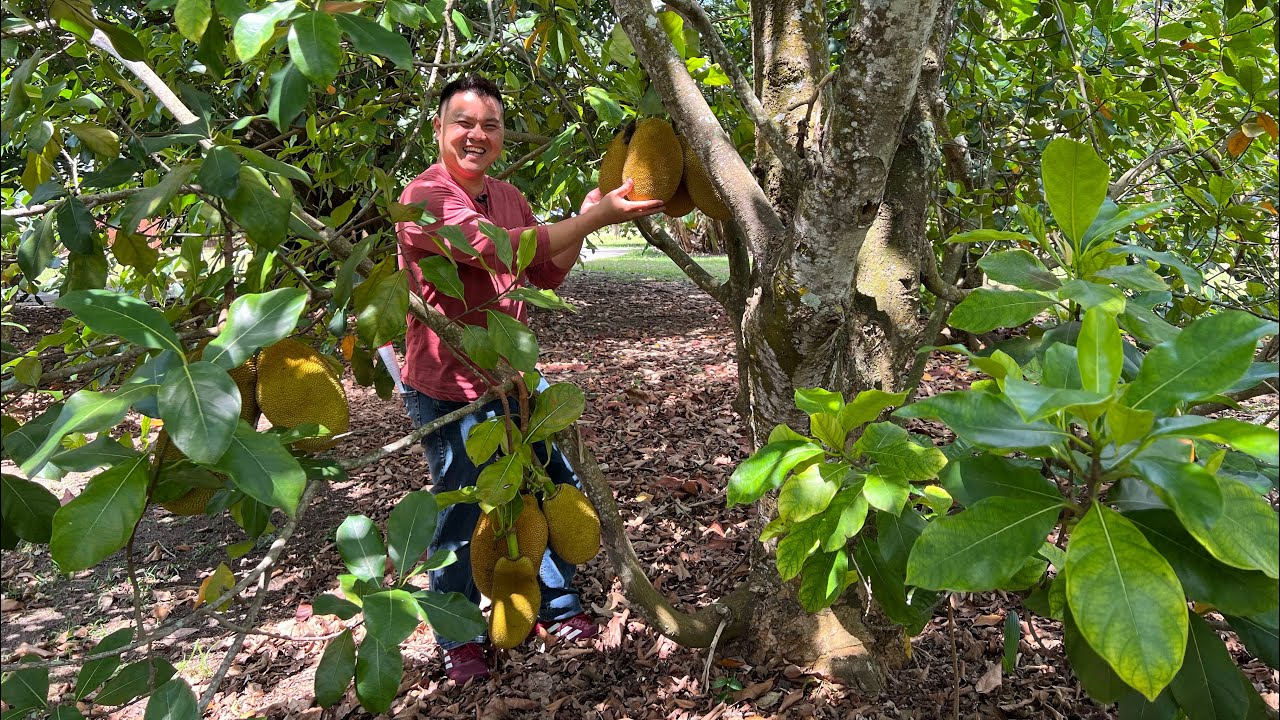 Fruit & Spice Park - Homestead, FL. Part 1 of 5
