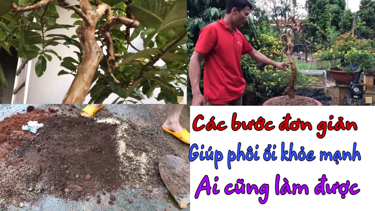 Các bước đơn giản, giúp phôi ổi khỏe mạnh, ai cũng làm được/ cây đẹp cao nguyên