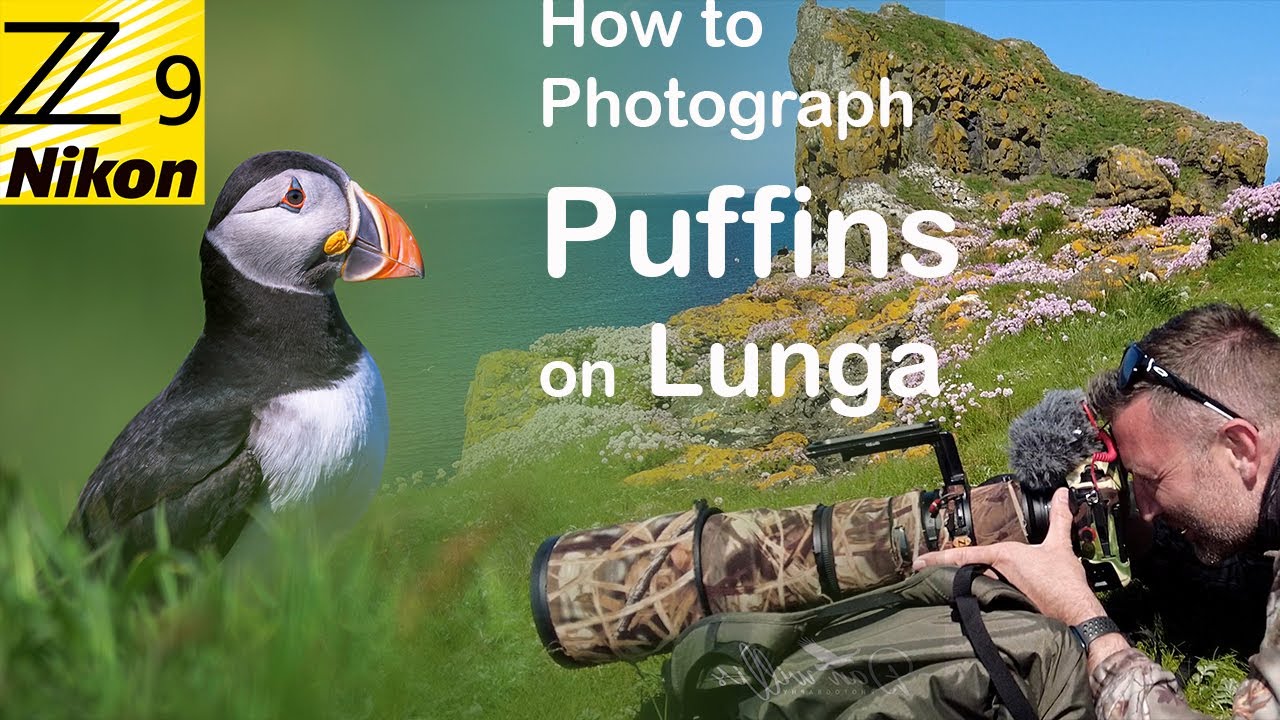 Как фотографировать тупиков на острове Лунга