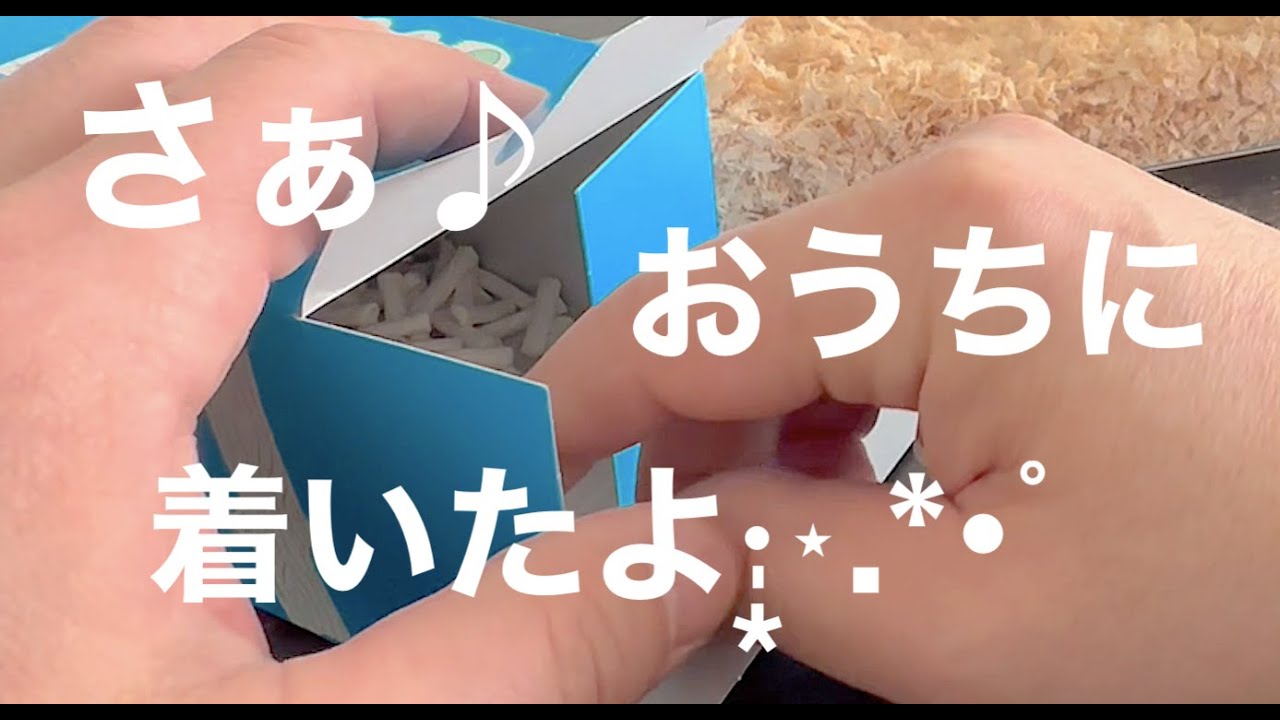 ジュウシマツベビーがやって来ました｡ *:ﾟ･(๑•ᴗ•๑) ·̩͙⋆.*･ﾟ