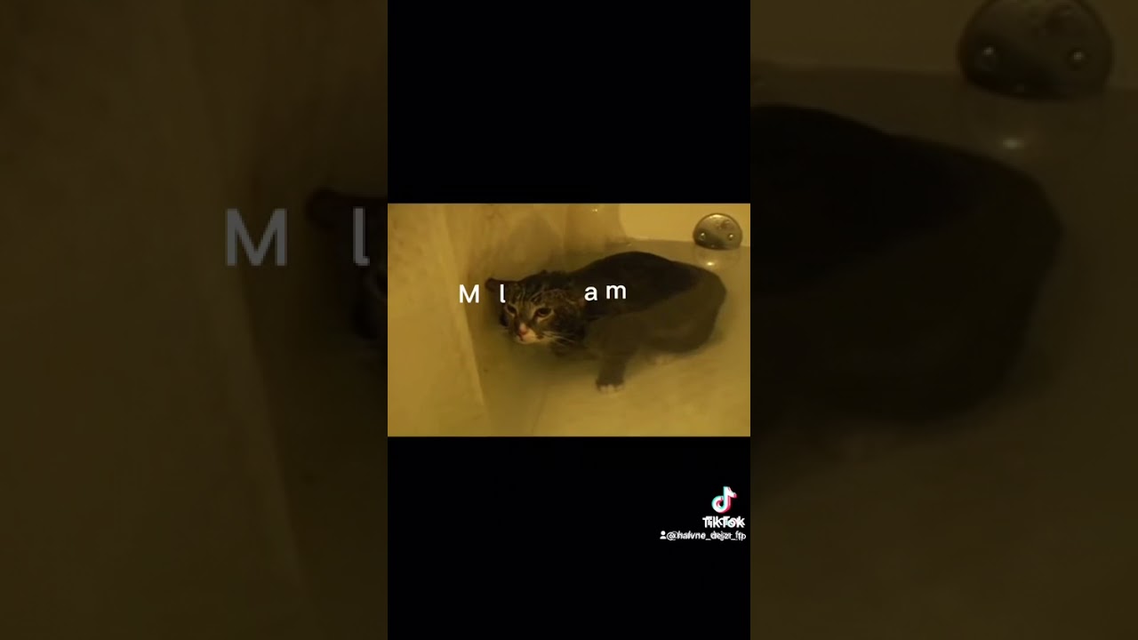 MLAM #mlam #mlamcat #MLAM #tiktok