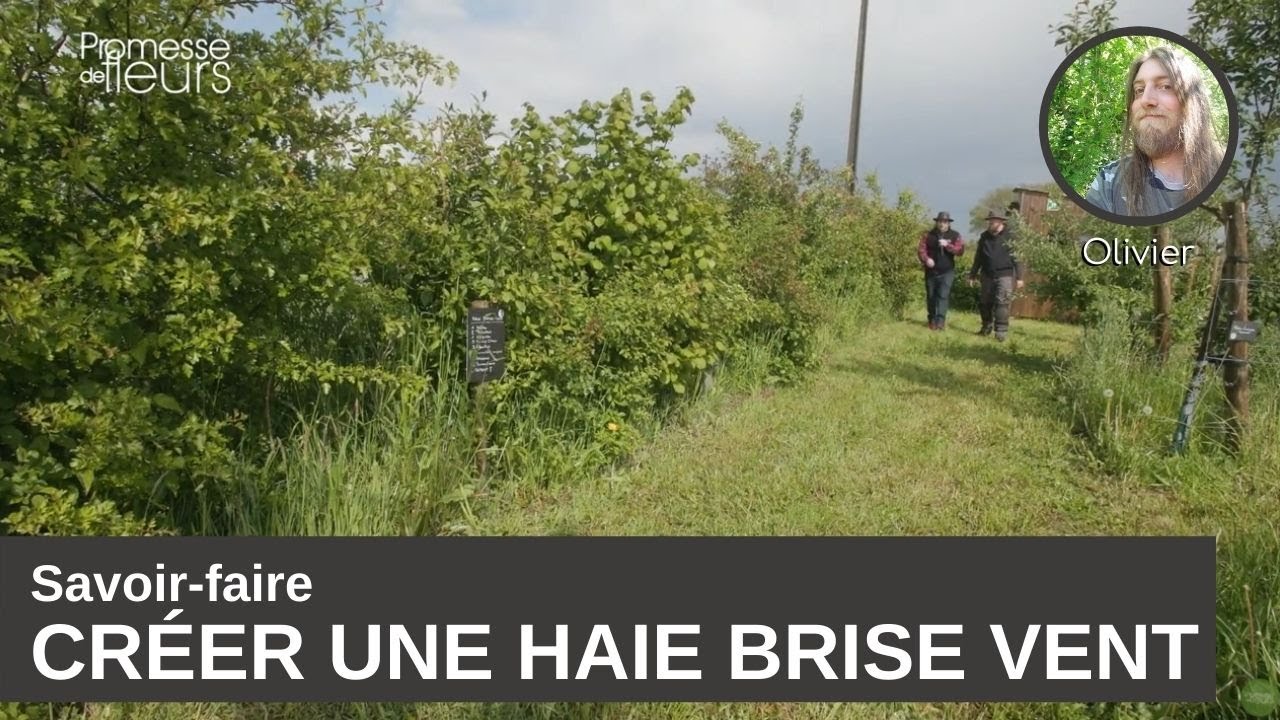 Savoir-faire : pourquoi créer une haie brise vent ?