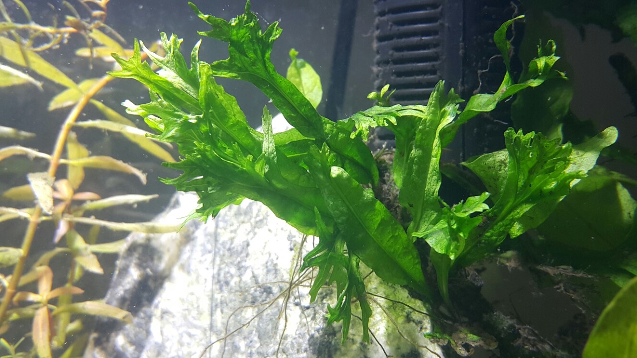 PLANTAS DE AQUÁRIO - Como tirar mudas - MICROSORUM E WINDELOV - Plantas Lowtech
