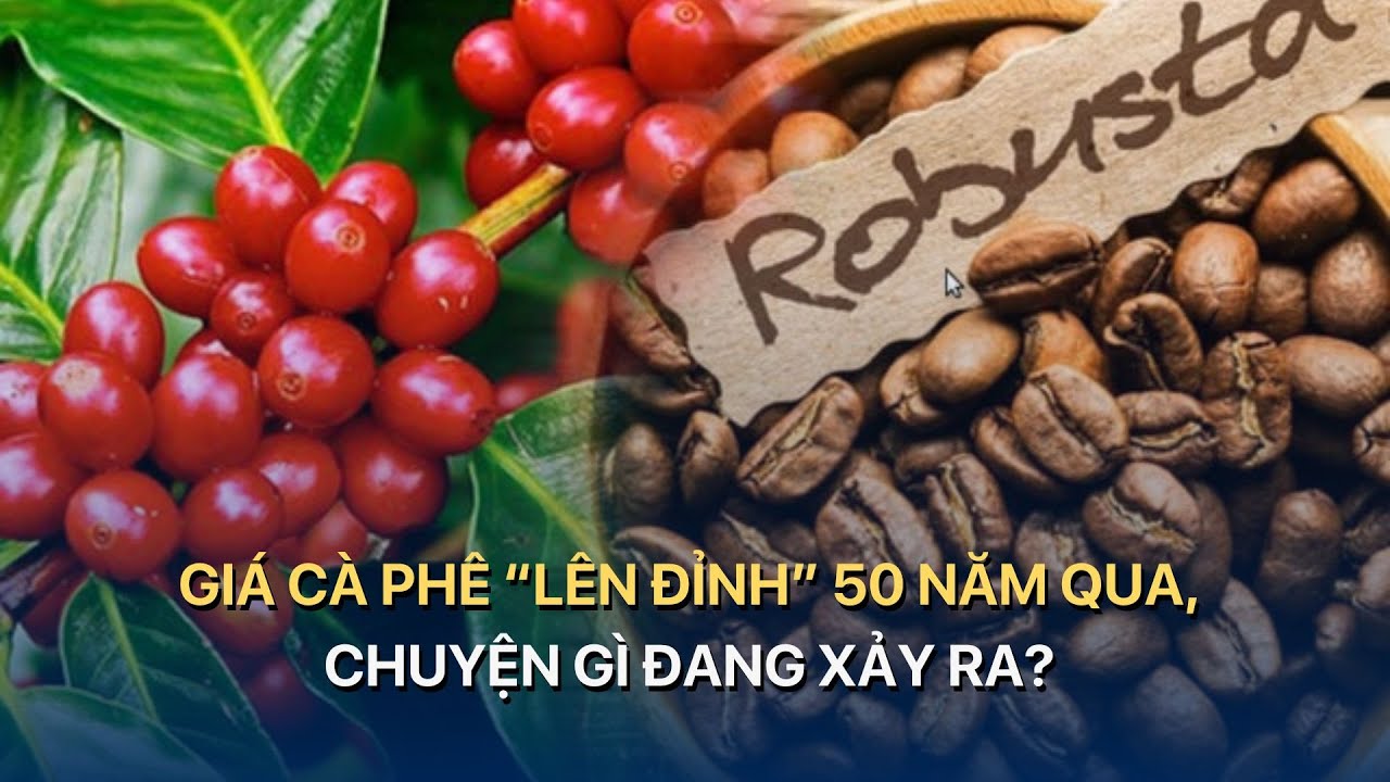 Giá cà phê “lên đỉnh” 50 năm qua, chuyện gì đang xảy ra?  | VTVMoney