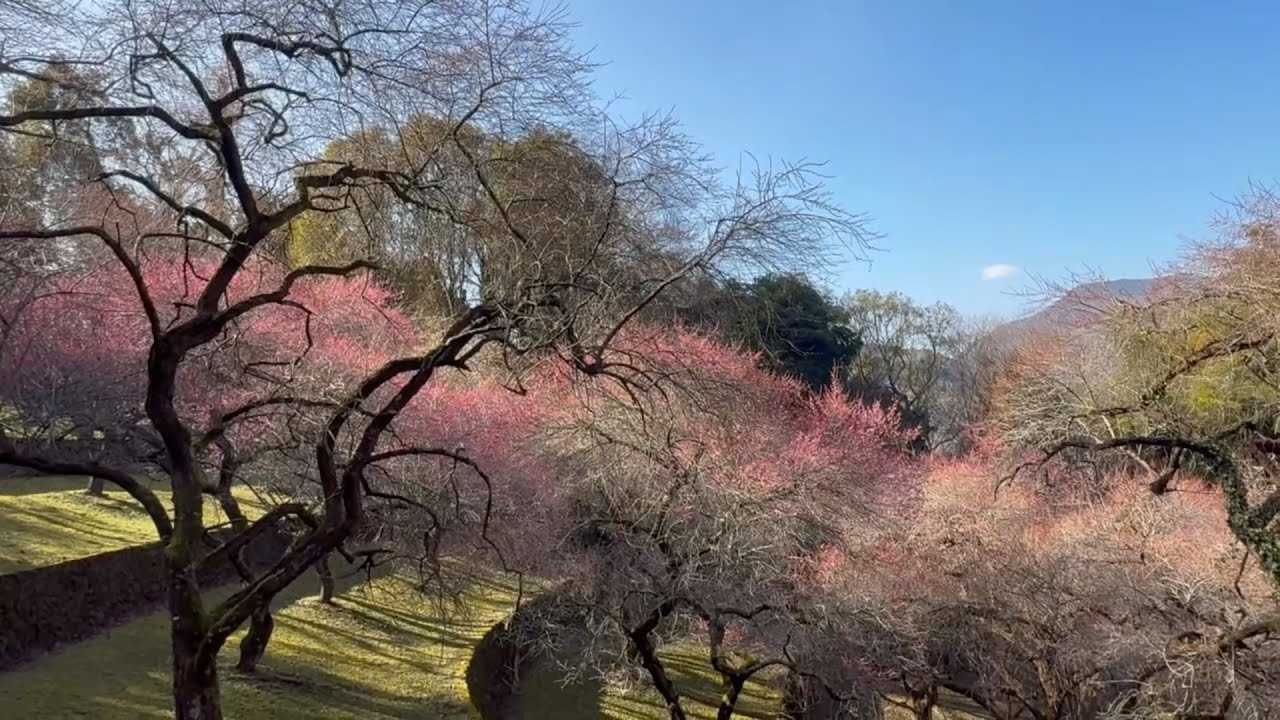2026/02/12　四分咲き　丸山公園の梅園地　その４　〜愛媛県宇和島市〜