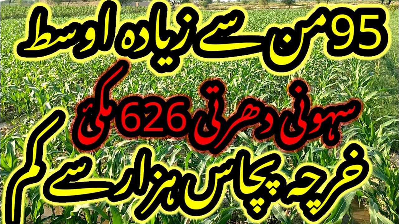 Sohni dharti 626 makkai Seed Best average 95من per Akar || Best average Ever||#sohnidharti