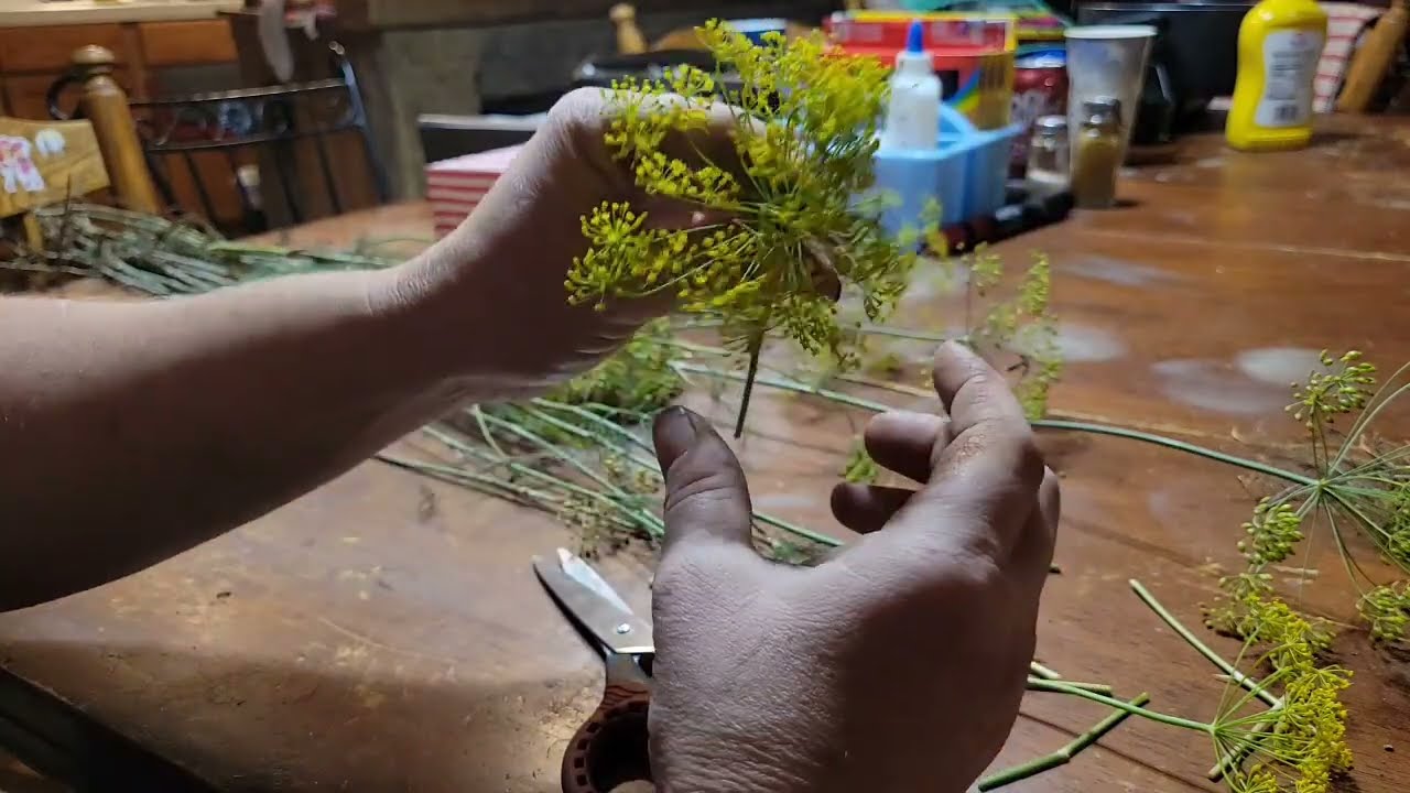 Dill harvesting and preserving! Using the whole plant