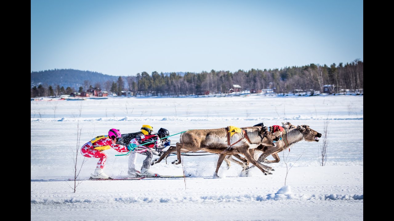 Reindeer Racing in Inari 2016