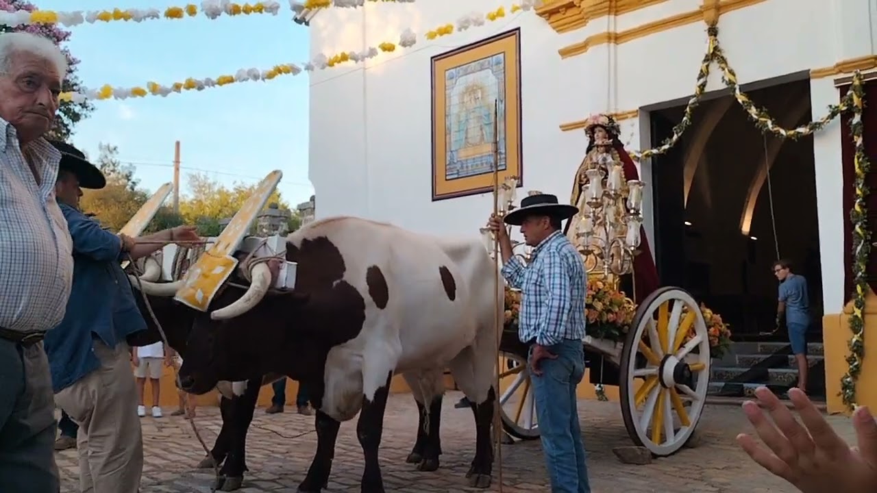 Romería  virgen del Espino El Pedroso, poniendo el yugo a los buelles (2023)