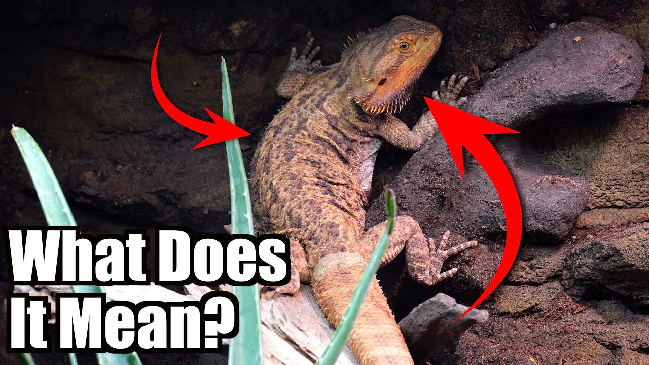 Bearded Dragon Body Language - Part 2!
