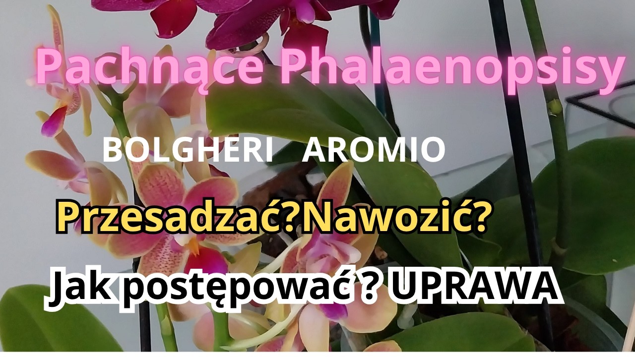Pachnące Phalaenopsisy z Planta Nova Phalaenopsis Bolgheri uprawa.Jak z nimi  postępować  po zakupie