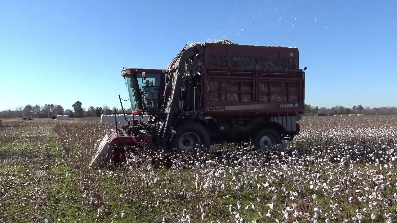 Case IH 620 Vs. John Deere 9996 cotton pickers