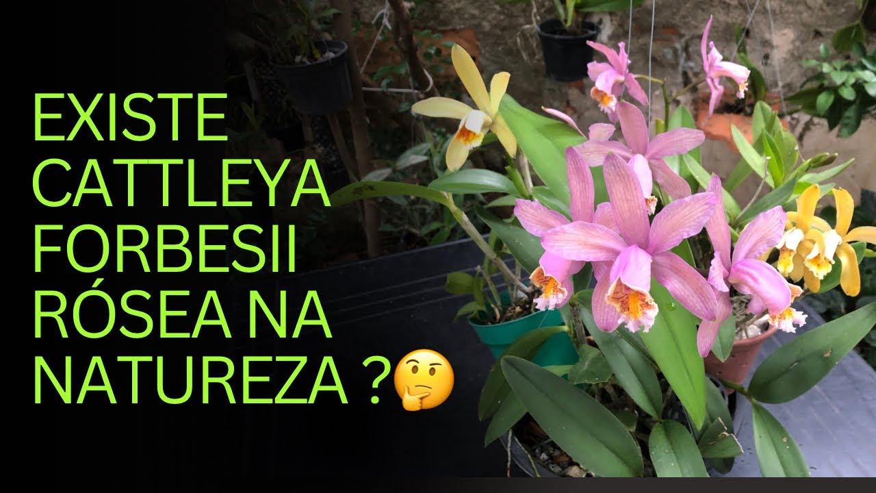Existe a  Cattleya forbesii forma rosea na natureza? 