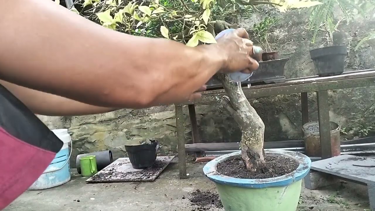 PROSES PEMINDAHAN BONSAI KERTAS 