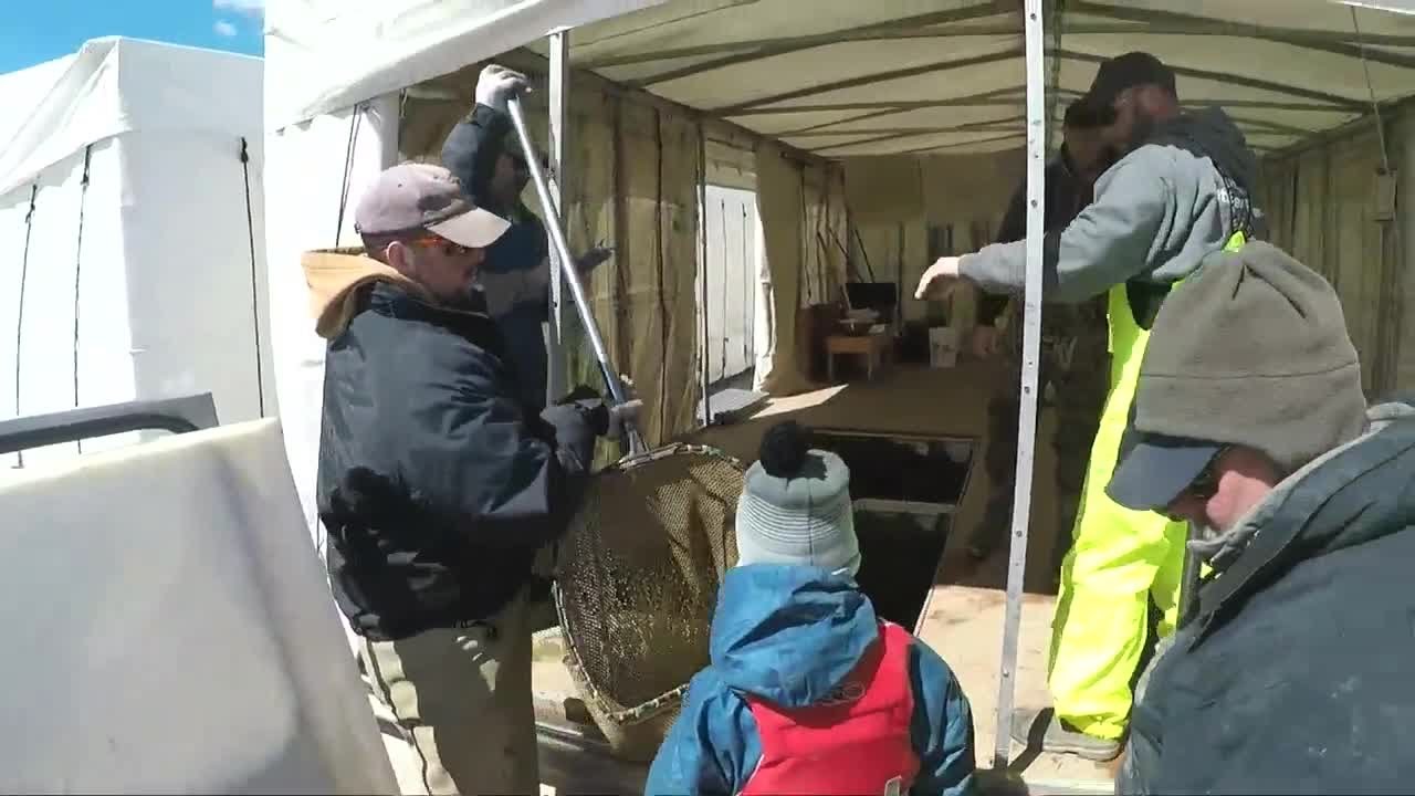 Walleye egg collecting time