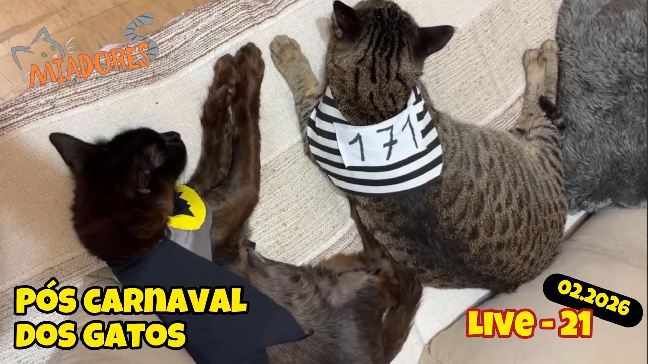 21 - Depois do carnaval os gatos ficam assim