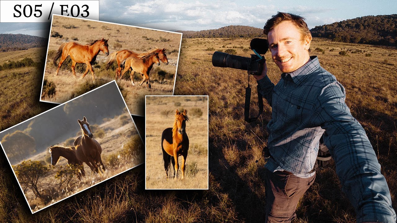 Photographing the Brumbies of Kosciuszko - Canon R6 - RF100-400mm