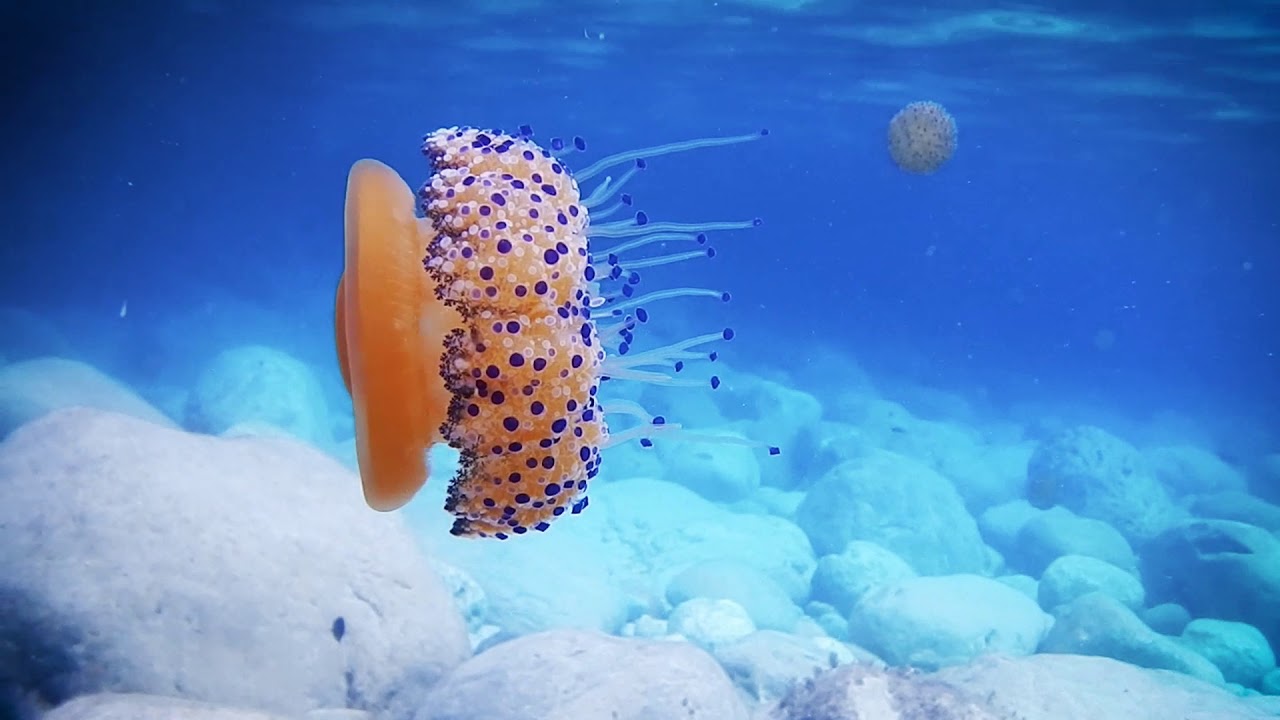 Triton Scuba Diving in the National Marine Park of Alonissos, Greece