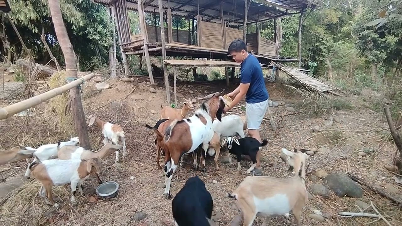 Time To Gather Our Herd Of Goats In Their Goat House.