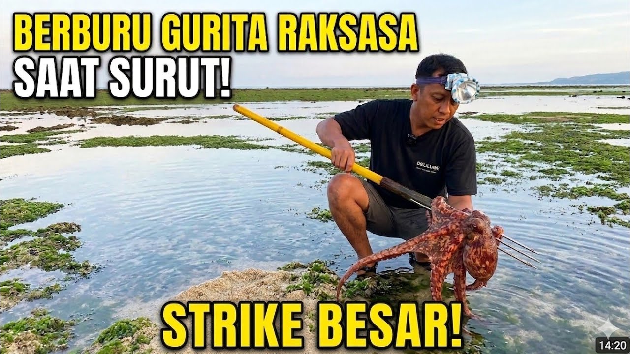 Spot bagus Gurita batu merah besar 