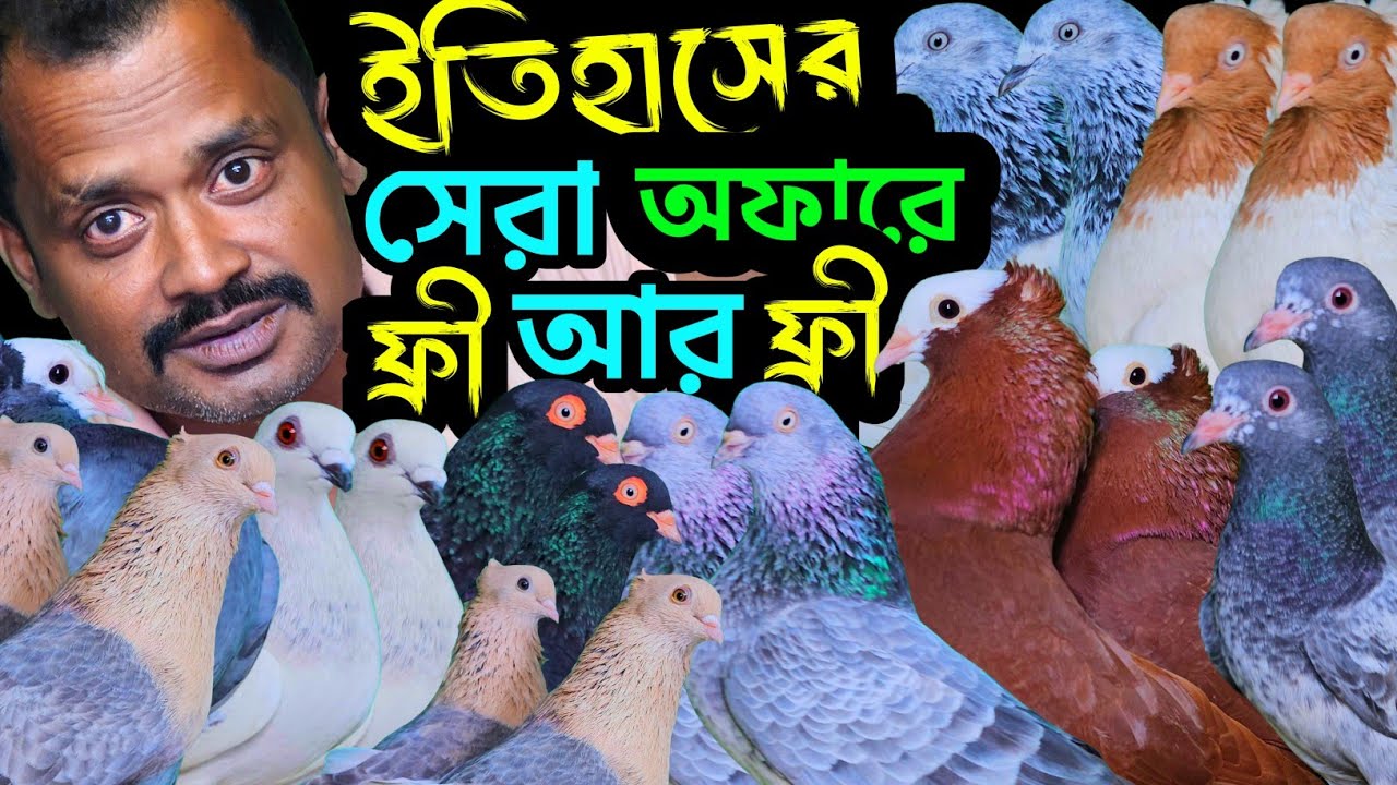 আজকে কবুতর কিনলেই জোড়ায় জোড়ায় কবুতর  ফ্রী আর ফ্রী | বাকবাকুম পায়রা | Pigeon |