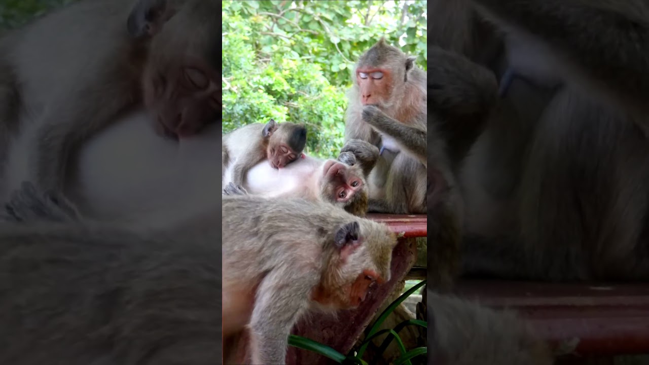 Real Family Love: Monkey Mom Gets a Massage ❤️.