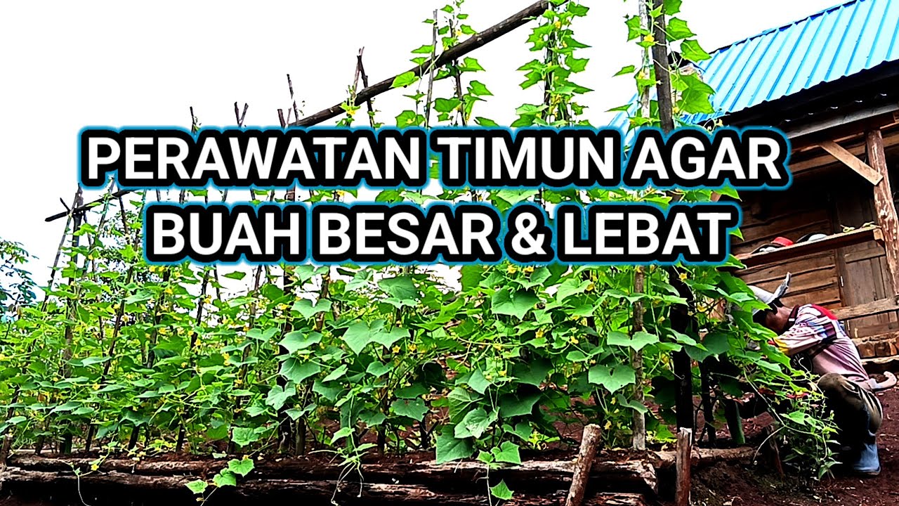 Cara pangkas tunas mentimun dan pemupukan menggunakan kotoran ayam 