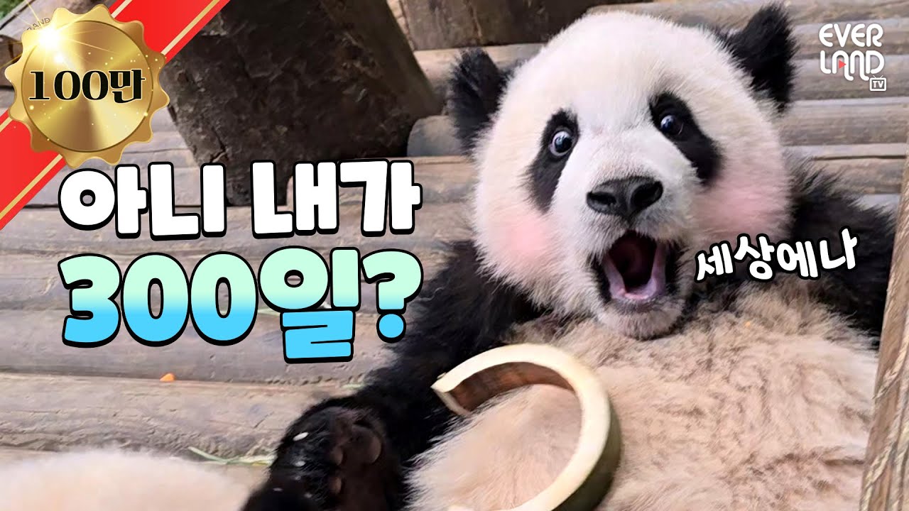 송바오가 더 신났던 300일 축하 현장🤣 푸공주 소식 들은 아여사 찐반응까지!｜