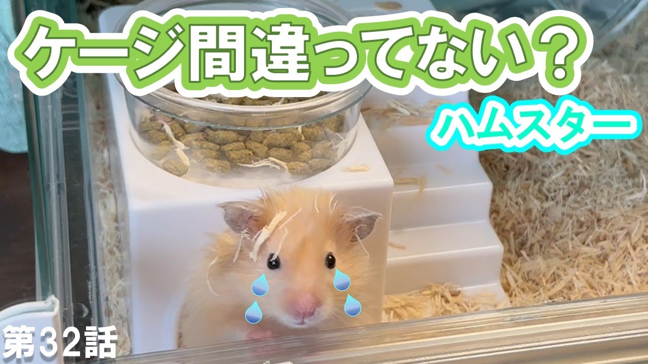 これまでサイズアップしてきた５つのハムスターのケージを徹底比較！小さなものから特大ケージまでメリット、デメリットを解説します‼。。。Living with Hamsters!