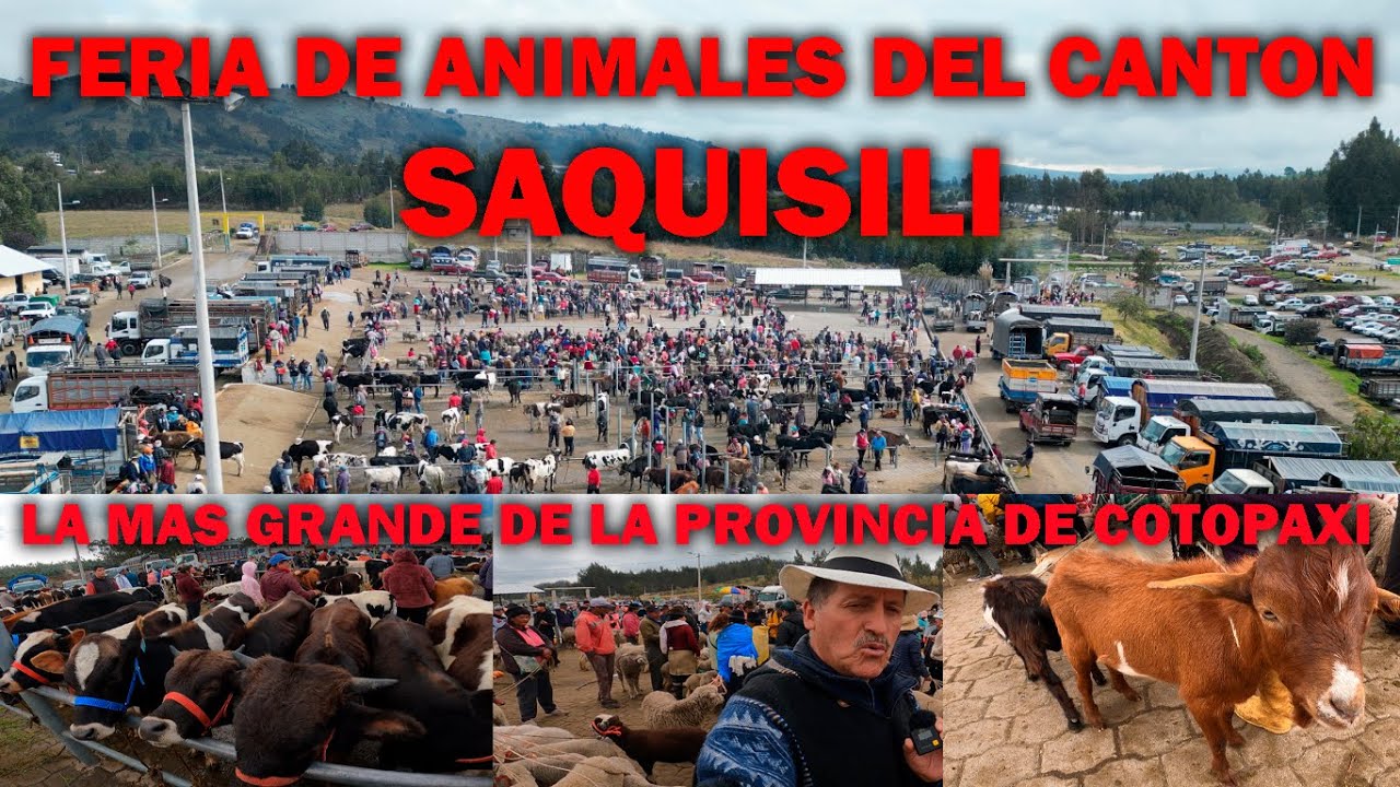FERIA DE ANIMALES  LA MAS GRANDE DE  LA PROVINCIA  DE COTOPAXI   CANTÓN  SAQUISIÍ