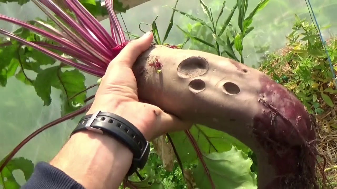 Potager en permaculture [Aout 2018] #29