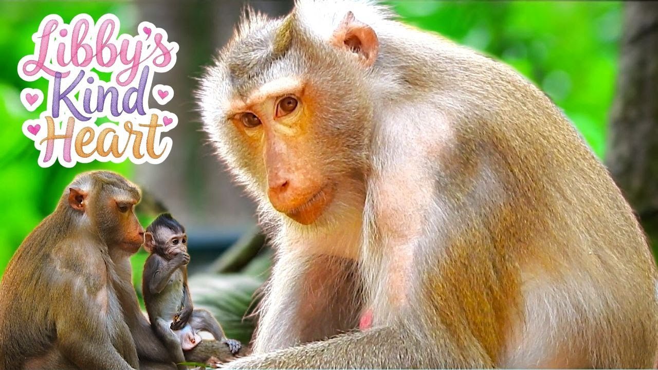 Heartwarming Moment: Pregnant Monkey LIBBY Shows Kindness Nursing a Baby Longtail