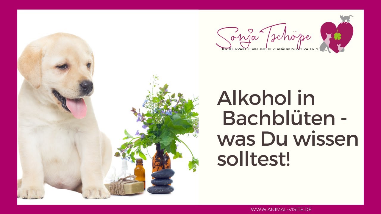 Bachblüten für Tiere - was Du hinsichtlich des Alkoholgehalts wissen solltest!