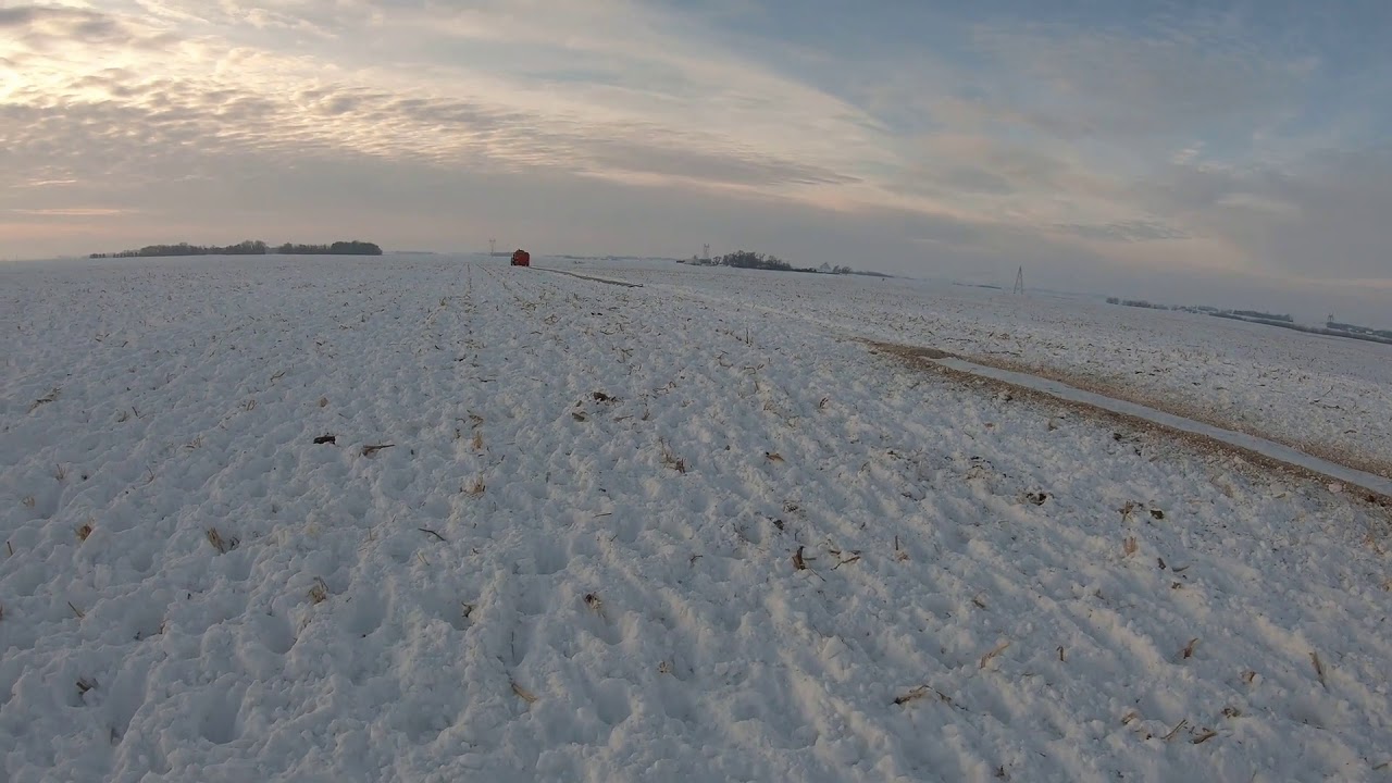 Winter Feeding Cull Cows in Snow Covered Fields in MN.