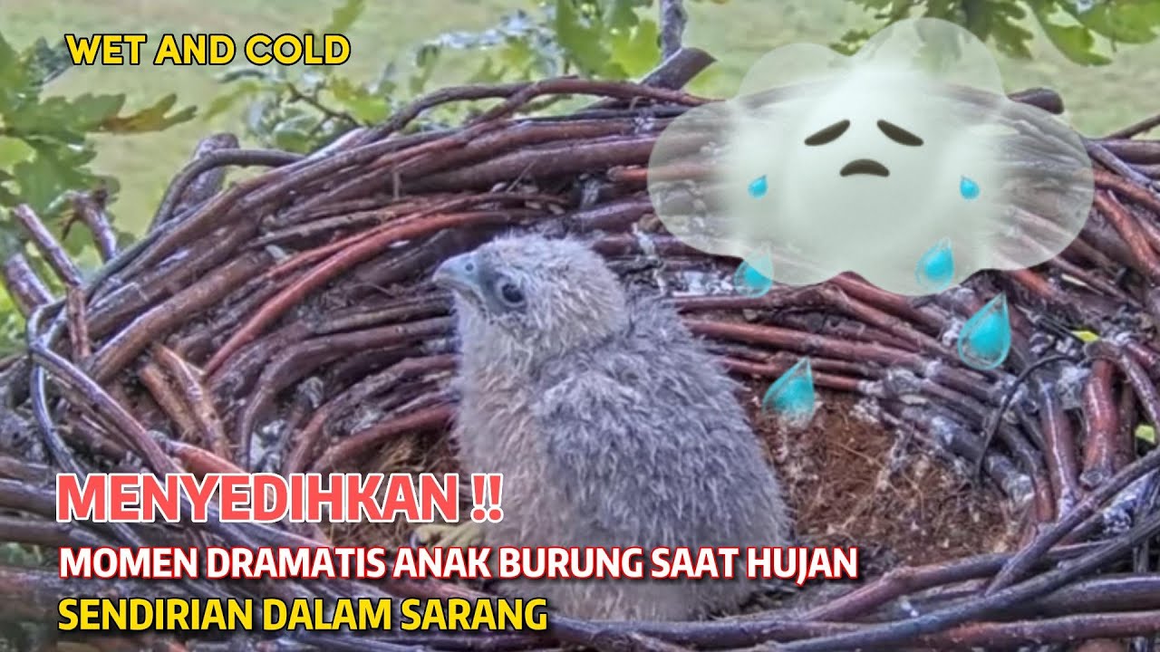 THE CHICK LOOK SAD😥, LEFT ALONE IN THE RAIN🐥🌧️ | EURASIAN HOBBY