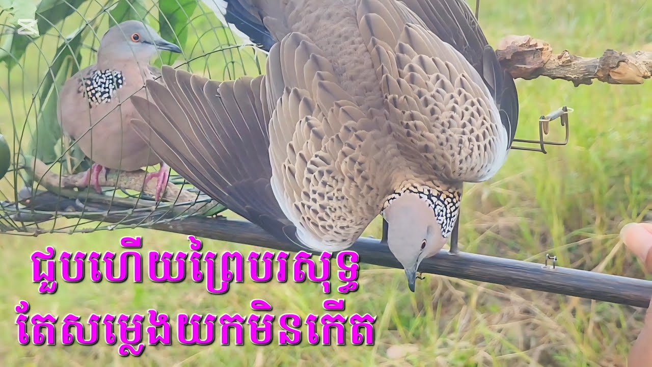 #អាស្ពានធំ🇰🇭 លលកធ្នាក់ ជួបហើយលលកព្រៃបរច្រើន ហើយក៏ជួបលើកទី1ដែប្តីប្រពន្ធញ៉ែគ្នាតាមទូរស័ព្ទ🤪😍🌲🕊