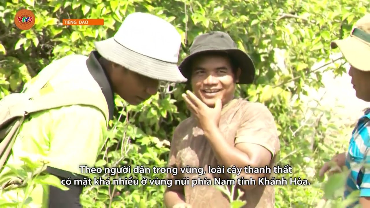 [TIẾNG DAO] TRỒNG RỪNG ĐẨY LÙI SA MẠC HÓA | VTV5