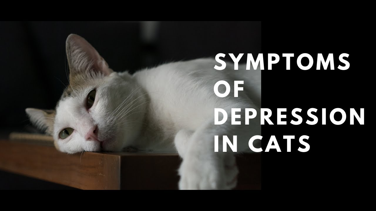 Symptoms of Depression in Cats | Cat Psychology