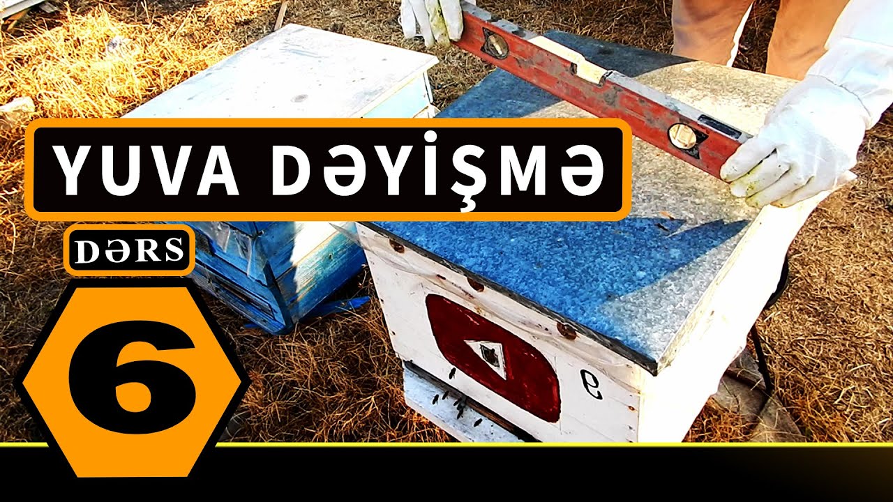 ARI YUVASINI DƏYİŞDİRMƏK  | Sıfırdan Arıçılıq. DƏRS - 6