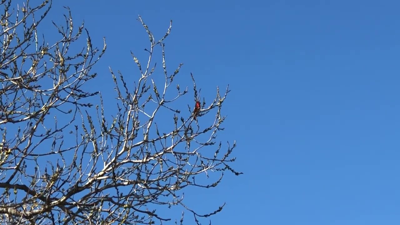 Red bird singing in Texas