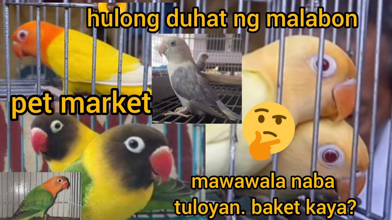 ep#111 ibon serye hulong duhat pet market tuloyan naba mawawala! baket kaya? Prenz mini aviery tawag