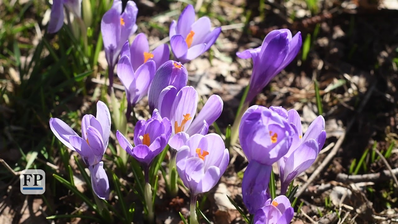 Krokusblüte in Drebach 2020