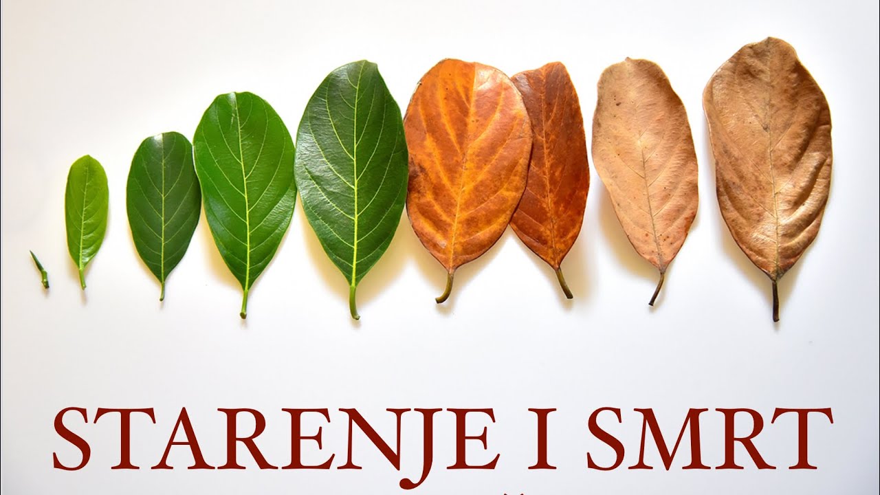 Starenje i smrt. Ima li rešenja? - 2. deo, prof. dr. Tomislav Terzin