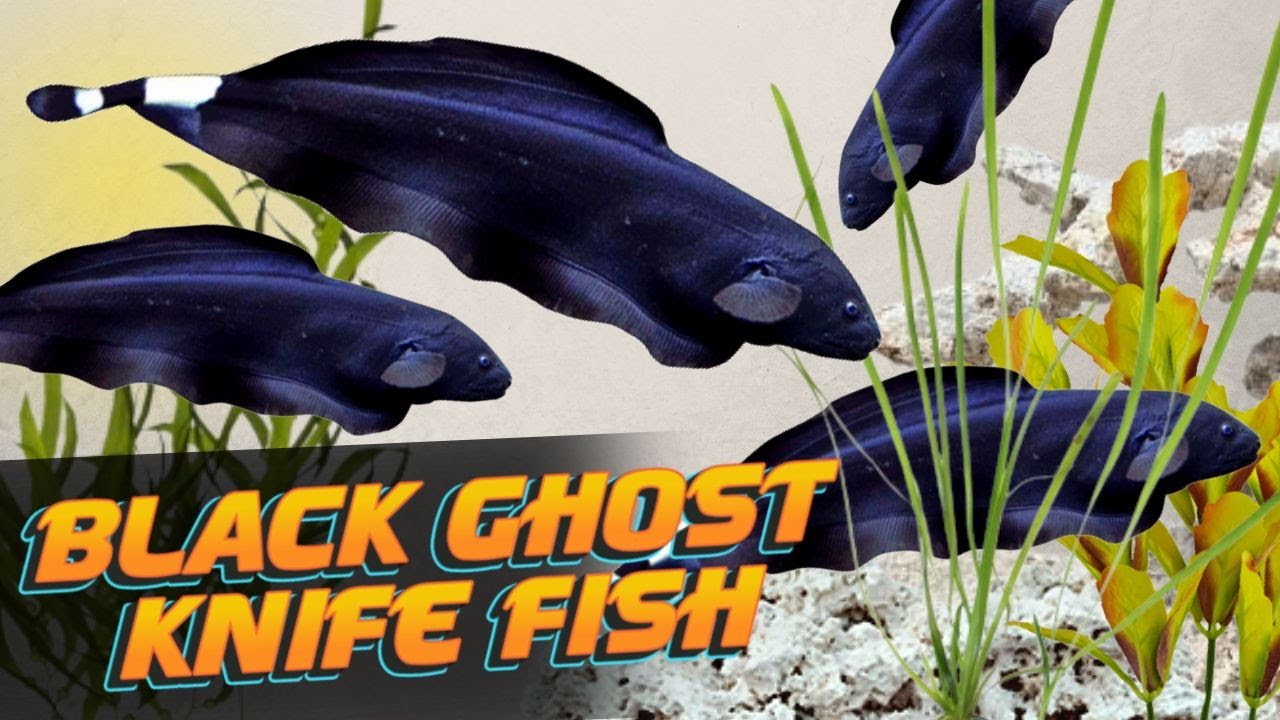 ПРЕКРАТИТЕ совершать эти ошибки с вашим Black Ghost Knife для ухода за рыбами