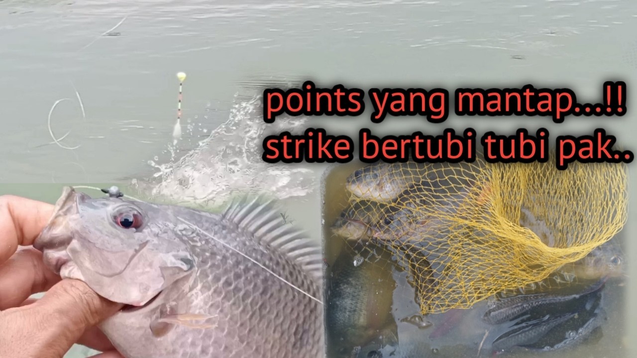 Mancing ikan nila tehnik pelampung ‼️ mancing seperti ini paling di cari