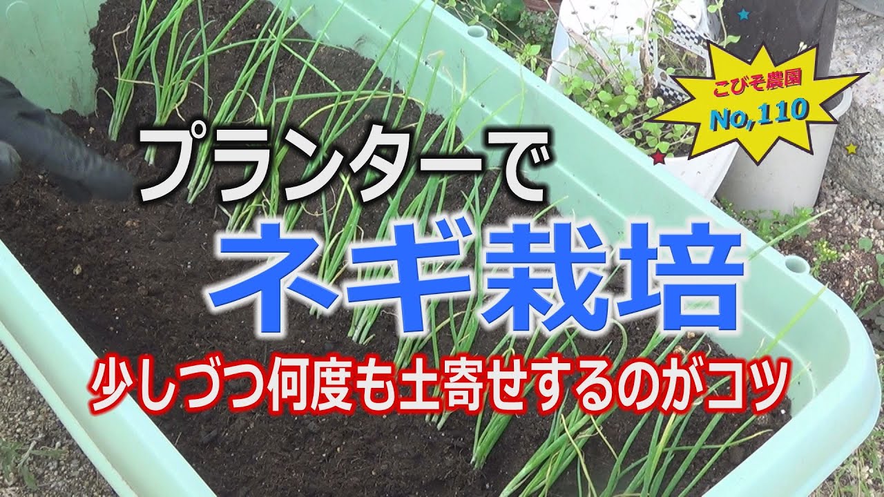 プランターでネギ栽培 こびそ農園 No,110