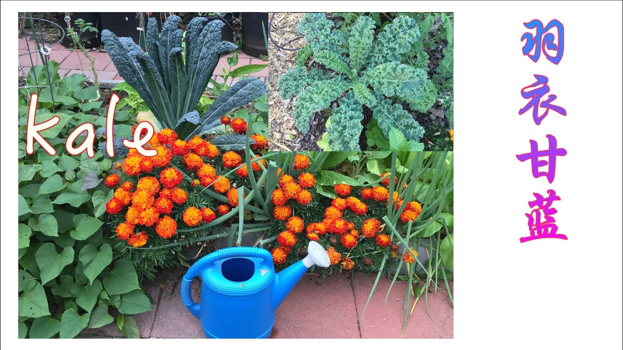 怎样种植羽衣甘蓝 How to plant kale (Caption)