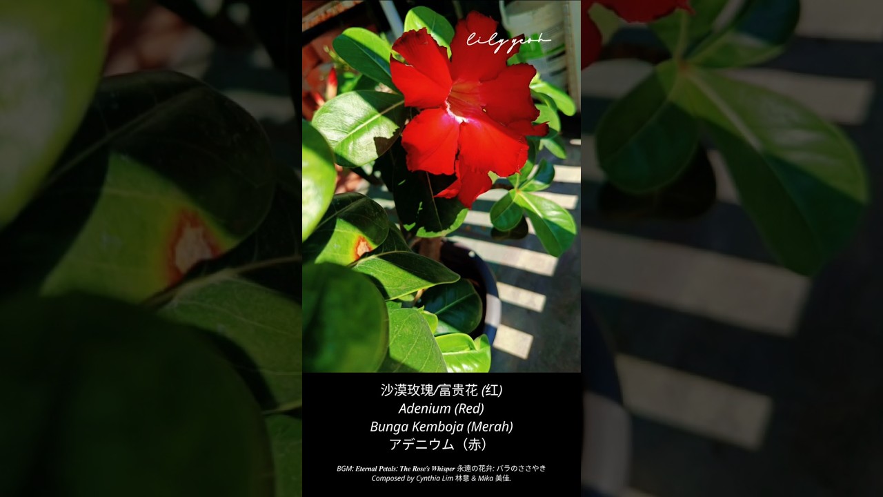 欢迎来到我的小花园 Welcome to my little garden