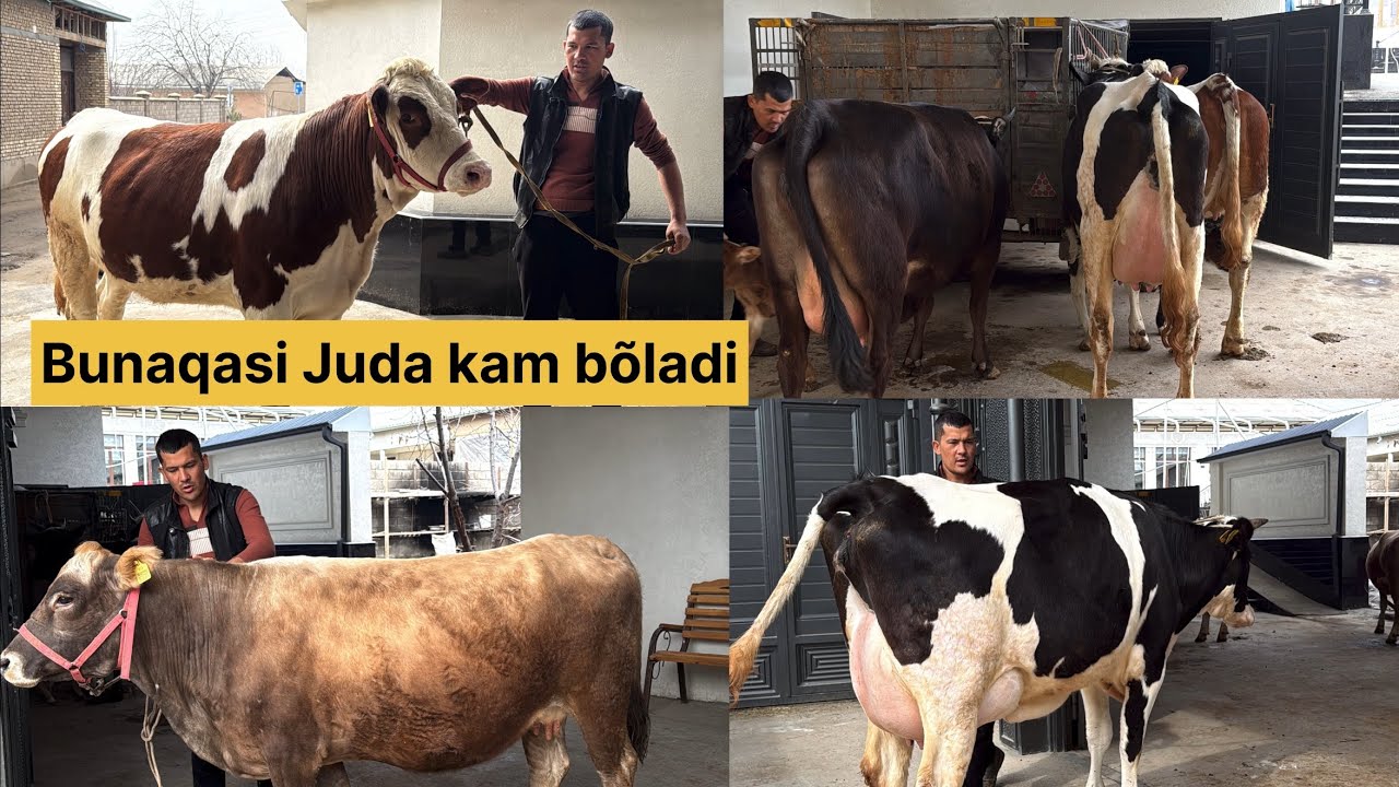 Yosh buġoz va ona bola sigirlar sõraganlarga kech qolmang 