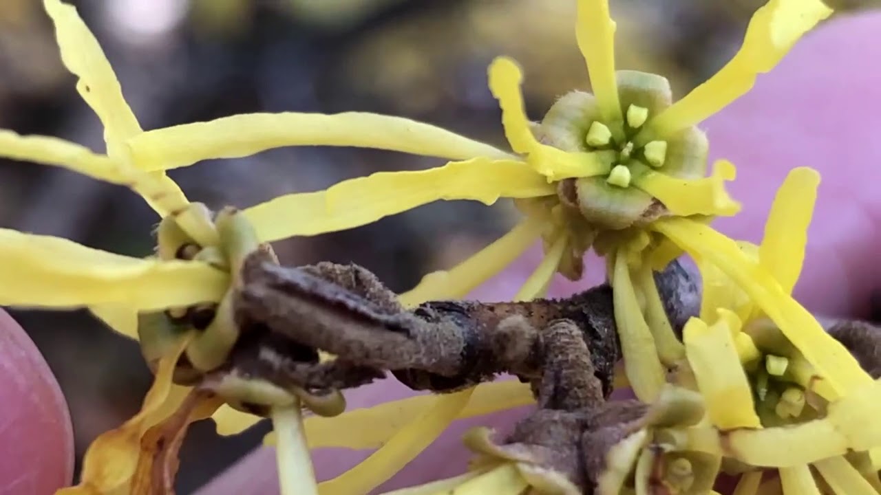 Marvelous Morphology: Hamamelis virginiana (witch-hazel)
